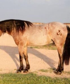 import placeholder for 10110