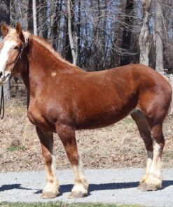 import placeholder for 10183