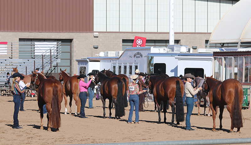 horses for sale in arizona