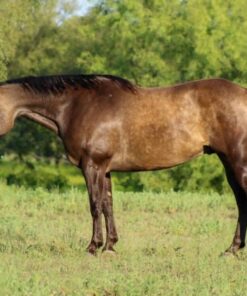 import placeholder for 9521