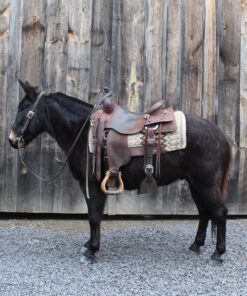 import placeholder for 9585