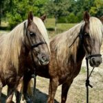 brooks & dunn brooks & dunn