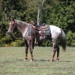apache apache