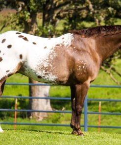 johnny ringo johnny ringo