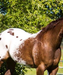 johnny ringo johnny ringo