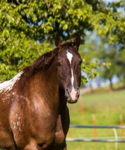 johnny ringo johnny ringo