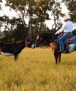 johnny ringo johnny ringo