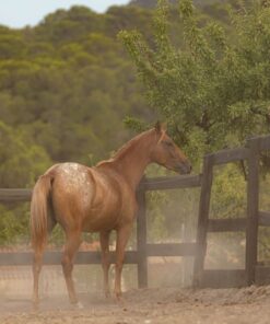 import placeholder for 9003