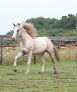 import placeholder for 9032