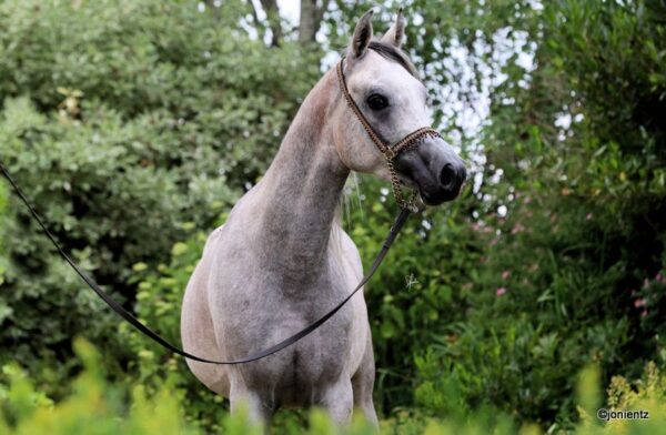 gaira xx