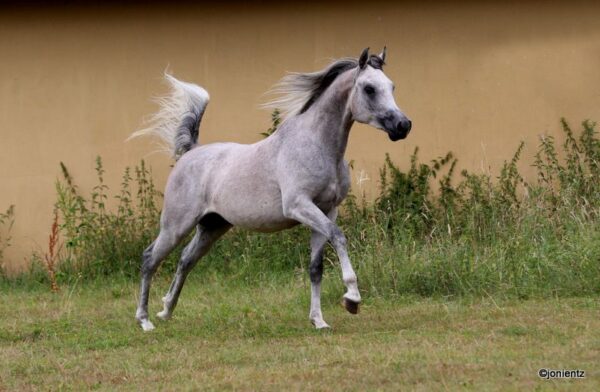 gaira xx