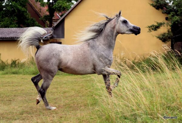 gaira xx