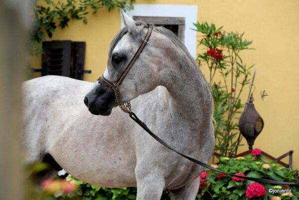 gaira xx