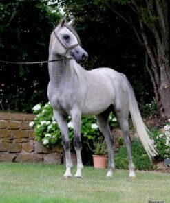 import placeholder for 9042