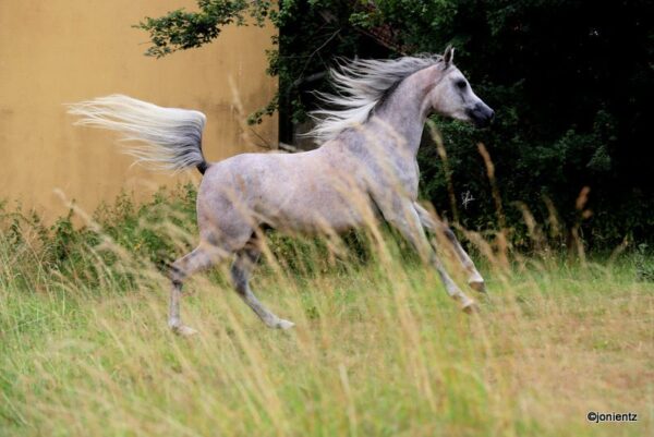 gaira xx