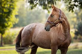 Horses for Sale in Michigan