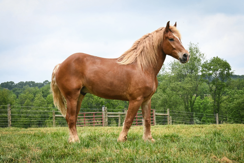 Horses for Sale in Michigan