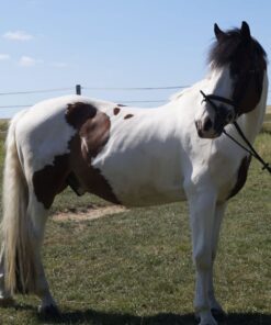 import placeholder for 9066