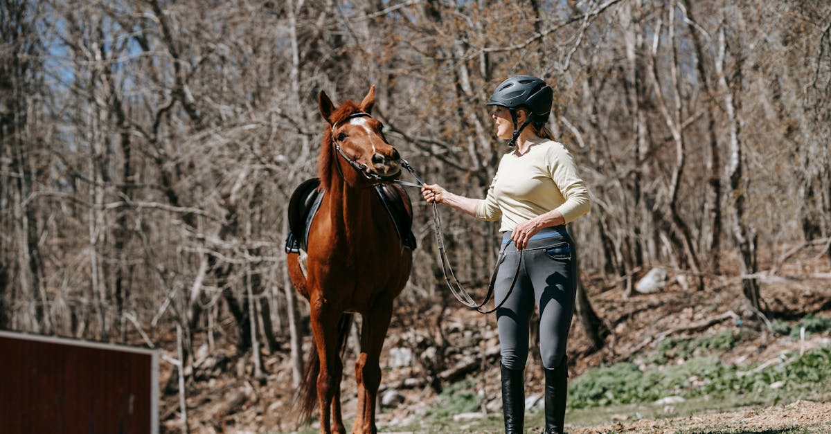 About horses for sale