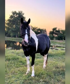 import placeholder for 8752